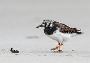 Steinwaelzer - Ruddy Turnstone  (Arenaria interpres)